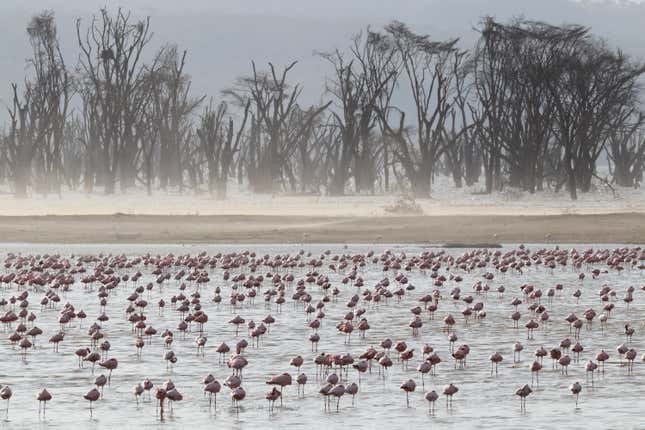 Image for article titled New Award-Winning Nature Photos Showcase Beauty and Chaos