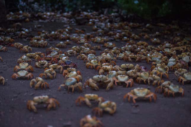 Coastal life in Brazil’s new marine protected area.