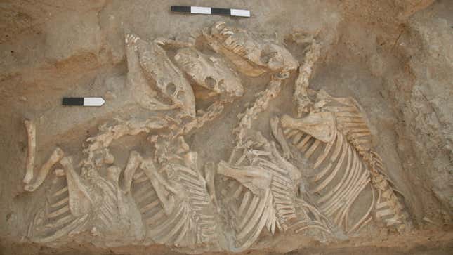 Four horse-like skeletons lie side by side in an excavation pit. 