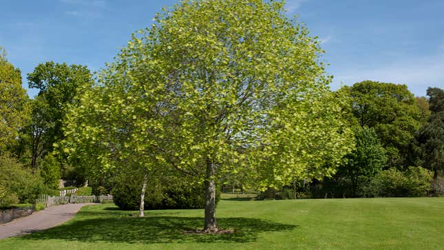 Image for article titled Wildly Flailing Tree Clearly Exaggerating Reaction To Breeze