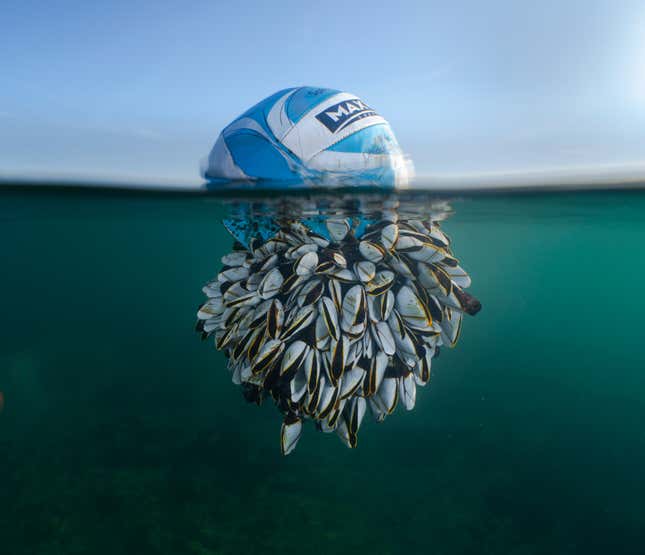 Goose barnacles cling to a soccer ball floating on the water.
