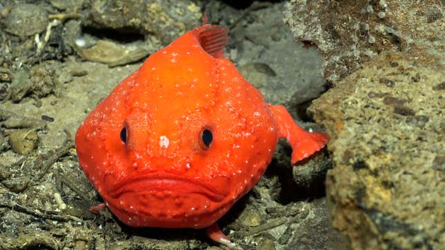 A member of the Chaunax genus, a group of anglerfish commonly known as sea toads.