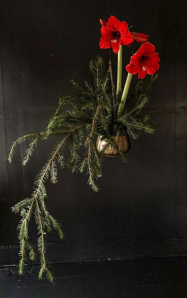 This image provided by Todd Carr shows an amaryllis in a hanging planter. Todd Carr, designer and co-owner of the Freehold, NY shop Hort &amp; Pott, says, &quot;Put a potted amaryllis in a hanging planter, and fill the base with evergreens for an uplighting, magical arrangement that takes up little space. (Todd Carr via AP)