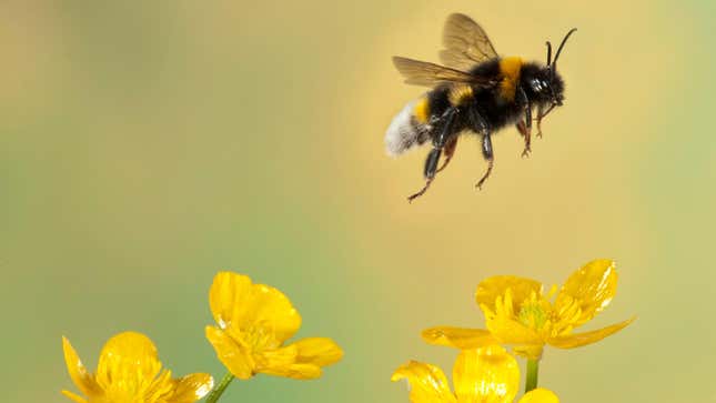 Image for article titled If Bees Can Now Legally Be Fish, Then I'm Legally Rich