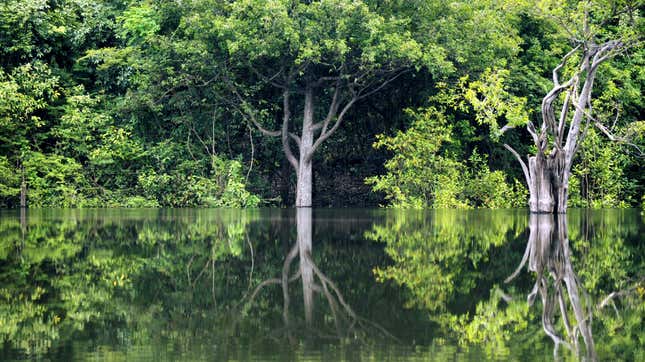 Photo of rainforest