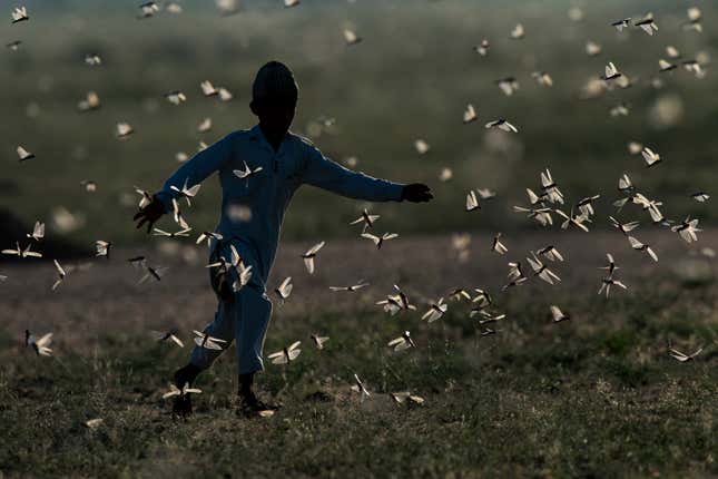 Un niño en la India persiguiendo un enjambre de langostas.