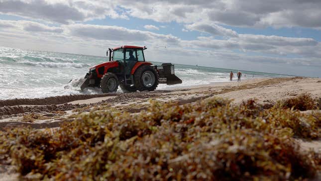 Photo of Sargassum covered beach, tractor, and people