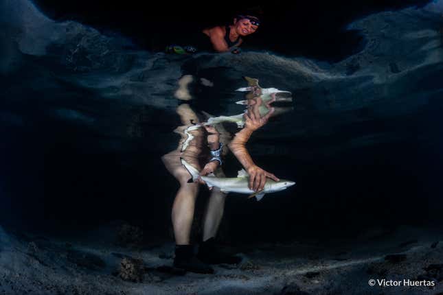 A new-born blacktip reef shark being released in French Polynesia.