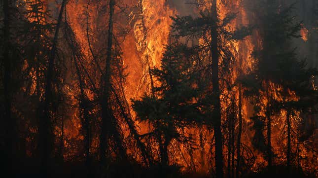 A photo taken of flames engulfing the trees along a highway near Fort McMurray, Alberta, on May 6, 2016. 