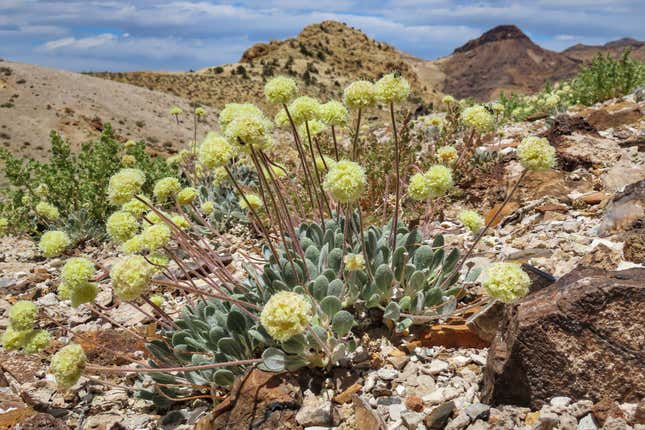 FILE - This photo provided by the Center for Biological Diversity shows a Tiehm&#39;s buckwheat plant near the site of a proposed lithium mine in Nevada, May 22, 2020. The Biden administration has taken a significant step in its expedited environmental review of what&#39;s next in line to become only the third U.S. lithium mine, as conservationists fear it will lead to the extinction of the endangered Nevada wildflower near the California line. (Patrick Donnelly/Center for Biological Diversity via AP, File)