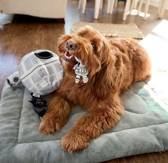Star Wars pets Chewy