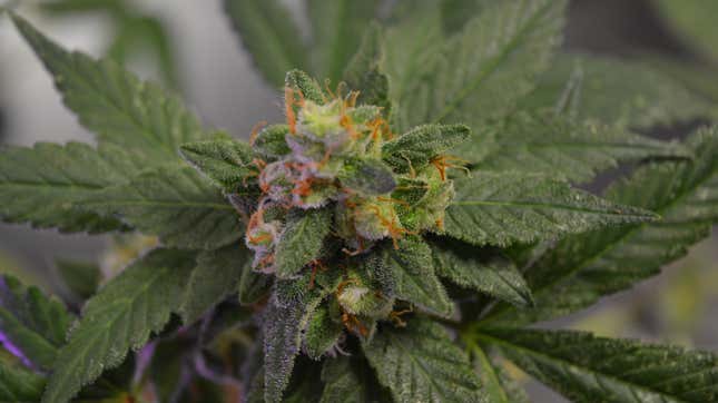 Image for article titled Cannabis Genomes Suggest the Plant Originated in East Asia