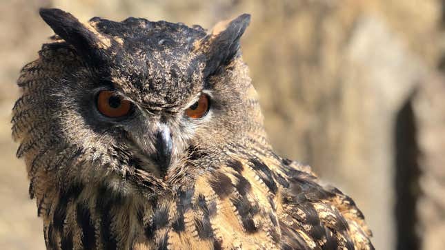 This is Gladys, a Eurasian eagle owl. She escaped from the Minnesota Zoo in early October.