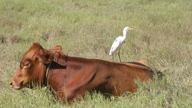 Una vaca con un pájaro garcilla bueyera sentada encima.