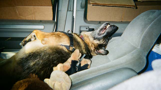 George the dog playing with her monkey after being returned from animal control.