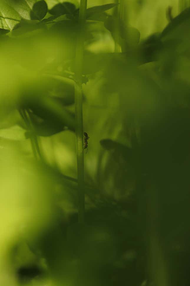 Image for article titled New Award-Winning Nature Photos Showcase Beauty and Chaos