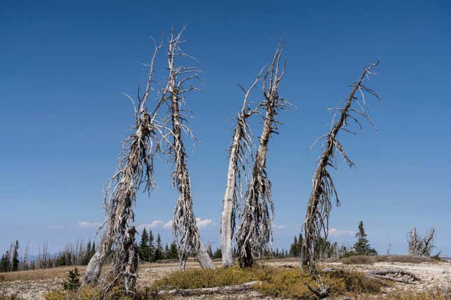 Dead fir trees