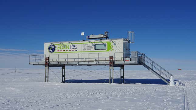 Scientists grew the first vegetables in Antarctica without soil or sunlight