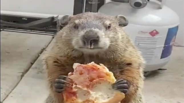 Image for article titled Animals, Now Doing Whatever the Fuck They Want (Pizza Groundhog Edition)