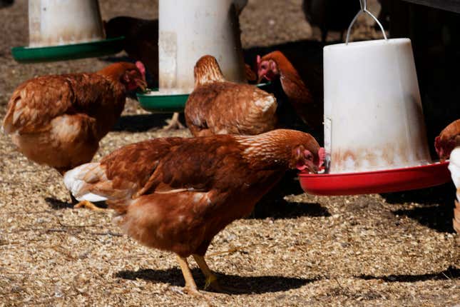 FILE - Chickens feed on a farm, April 20, 2022, in Wilsons, Va. Nearly 5 million chicken, turkeys and ducks have been slaughtered this year because of a persistent bird flu outbreak that began in 2022, but as big as that number may sound, it’s far less than the number of birds killed last year and that means consumers generally aren’t seeing as much impact on poultry and egg prices. (AP Photo/Steve Helber, File)