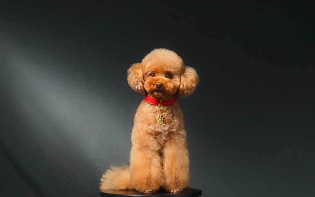 Dolce Gabbana launch 100 perfume for dogs