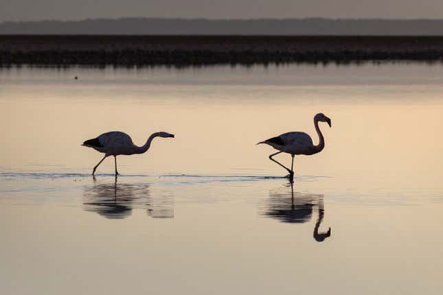 Flamingos are crucial to the local economy and ecosystems.