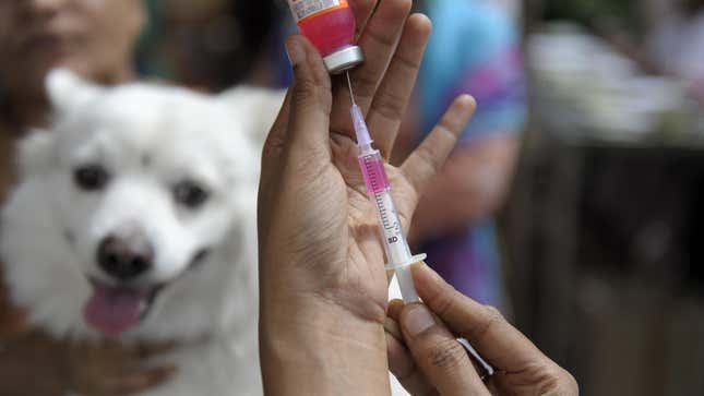 A health care worker in India preparing a rabies vaccine for a dog. Mass vaccination campaigns of pets have helped make human rabies infections a rarity in the U.S. 