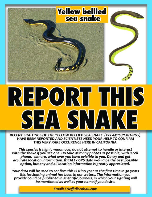 Venomous sea snakes are washing up in California for the first time in ...