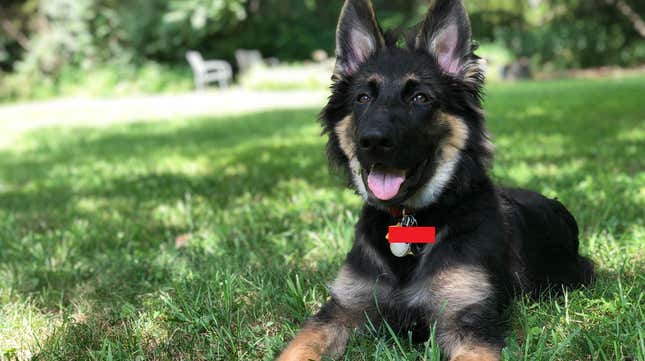 Lucio, a 4-month-old German shepherd, gets tricked into sitting still for two fucking seconds.
