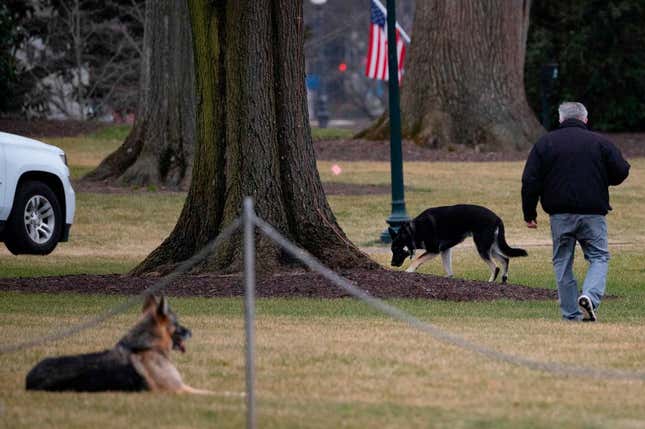 First dogs Champ and Major Biden are seen on the South Lawn of the White House in Washington, DC, on January 25, 2021.