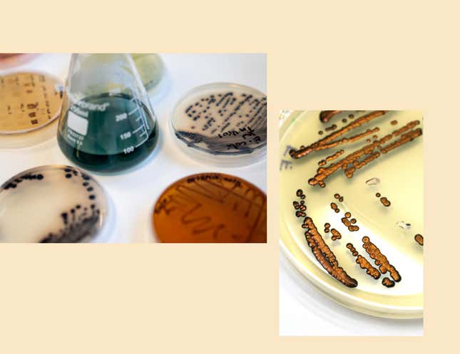 Petri dishes of microbes producing colored pigments.