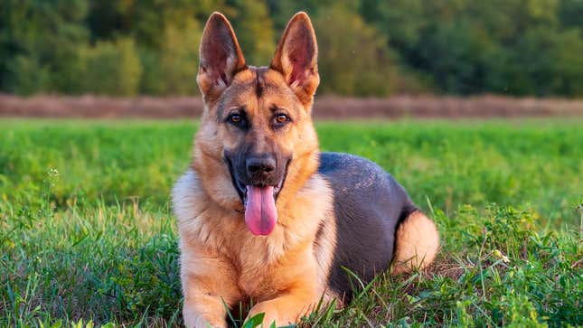 Image for article titled Dogs React To Commander Biden Biting Another Secret Service Officer