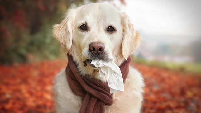 pueden los perros causar alergias a los humanos