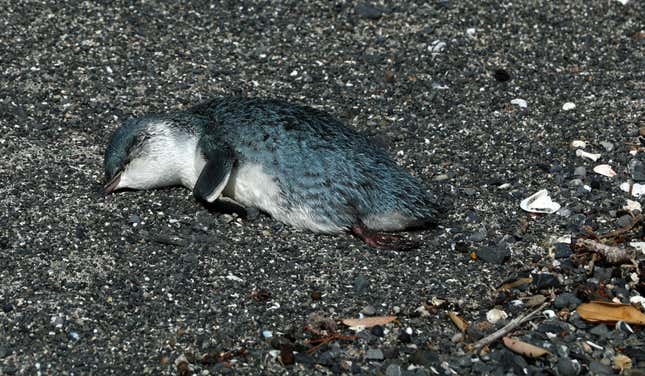 A dead penguin
