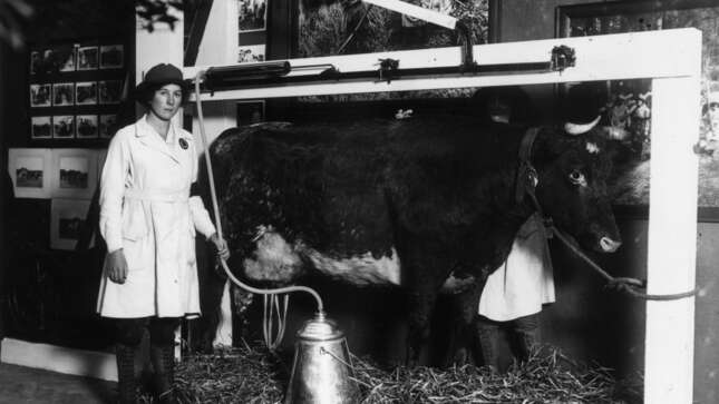 1918: An automatic milking machine on display at the Women’s War Service Exhibition in Whitechapel, London.