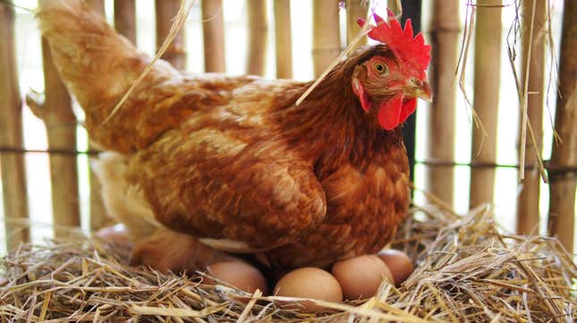 A hen and her eggs.