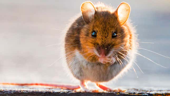 A photo of a small mouse snacking on some seeds. 