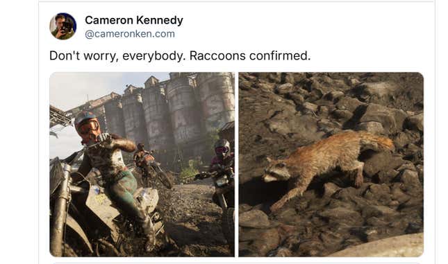 Racoons are spotted in the trailer.