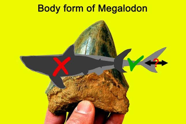 Eine Grafik, die zeigt, wie sich die Körperform von O. megalodon von früheren Annahmen unterscheiden kann.