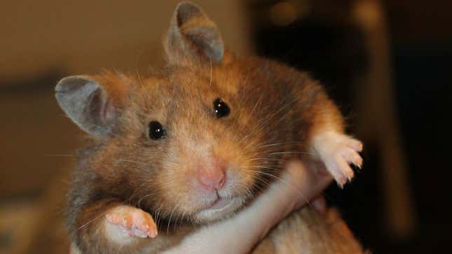 A photo of a hamster in someones hand. 