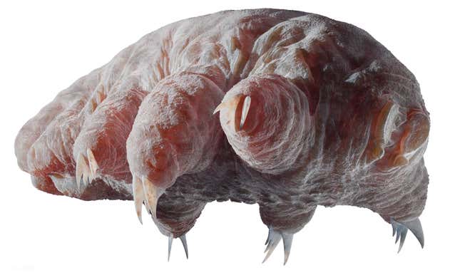 A reconstruction of a tardigrade from Cambrian deposits in Siberia.