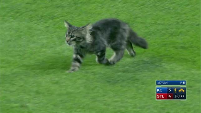 Kitty On The Field Fights Cardinals Employee, Inspires Yadier Molina Grand Slam