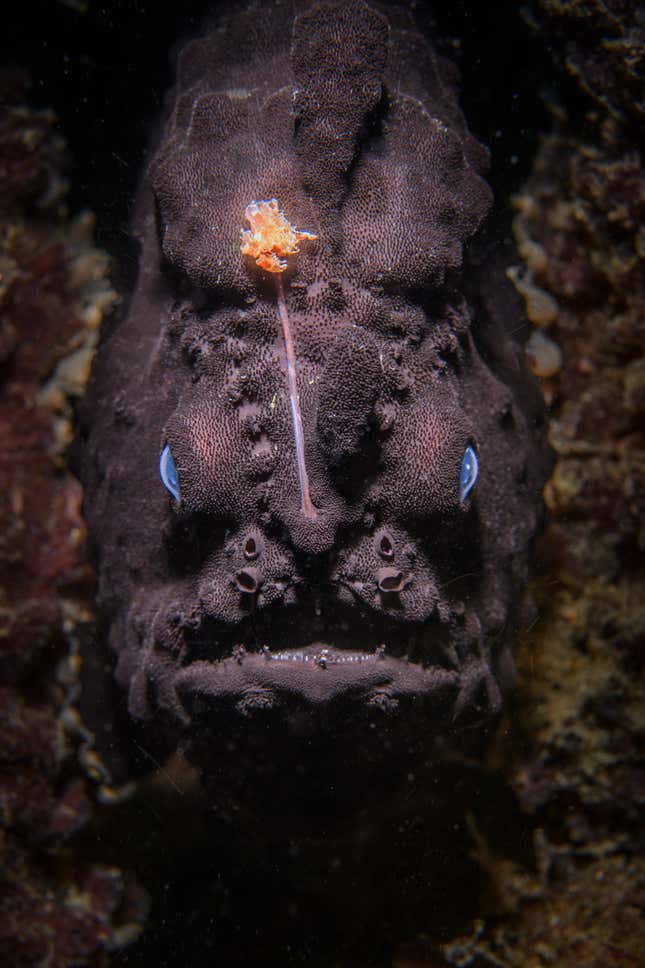 Un pez sapo negro de aspecto amenazador frente a Kurnell, Australia.