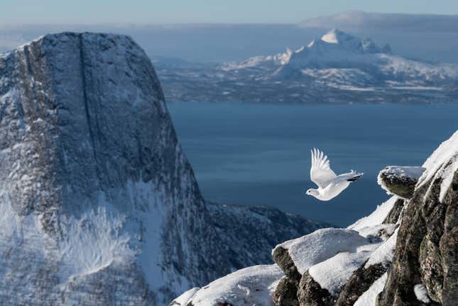 A white rock ptarmigan flies in Norway.