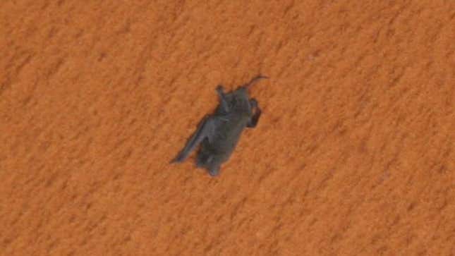 A bat clinging to the Space Shuttle fuel tank in 2009.