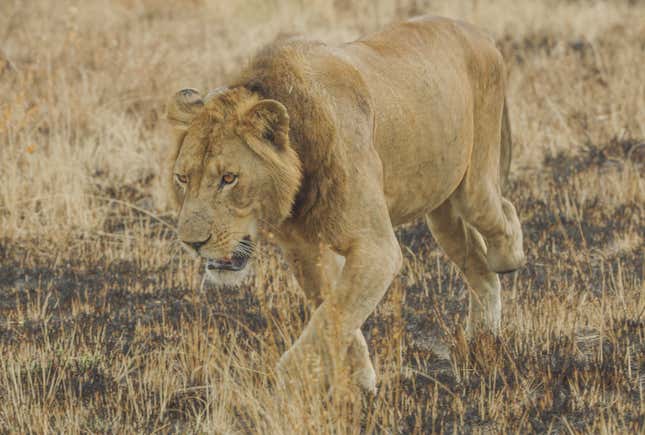 A photograph shows Jacob, the three-legged African lion in motion during the daytime.