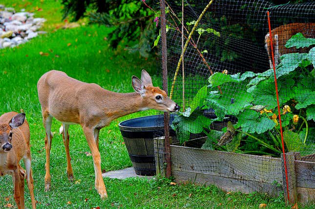 Image for article titled 10 states with the worst deer problems in America