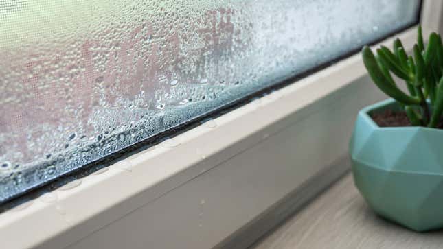 Image for article titled How to Prevent Condensation on Your Windows (and Why You Should)