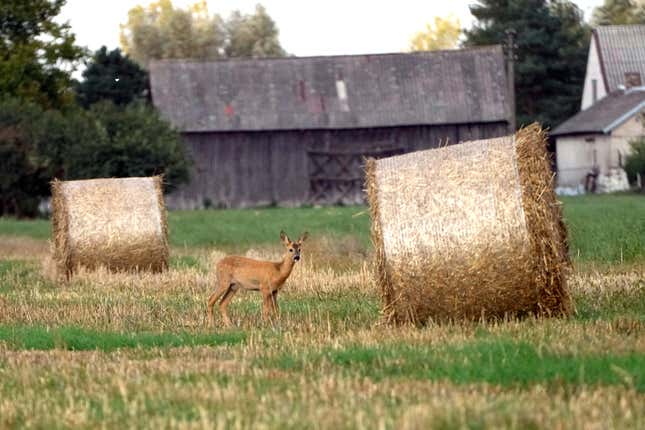 A dear stands by hay bales in a field in Czosnow, near Warsaw, Poland, Monday, Sept.18, 2023. Poland, along with Hungary and Slovakia, continue their ban on imports of Ukraine grain, saying it hurts the interests of their farmers. (AP Photo/Czarek Sokolowski)