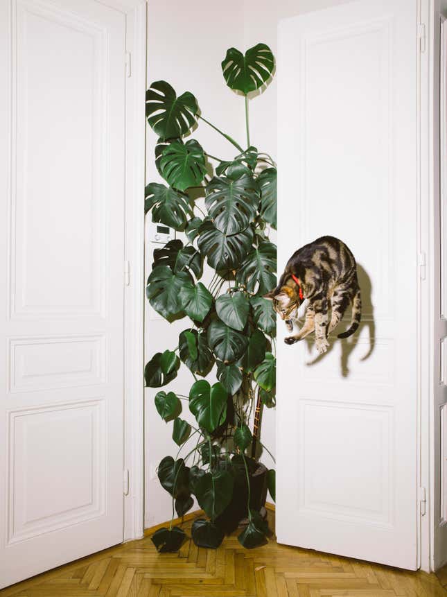 Image for article titled What cats do when we’re not watching